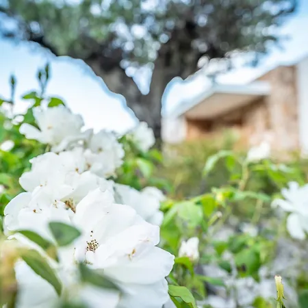 Porto-vecchio Palombaggia Azaitu